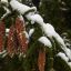 В Японии из-за снегопадов пострадали 76 человек