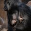 Безусловная любовь: горилла прижимает к себе новорожденную малышку 3